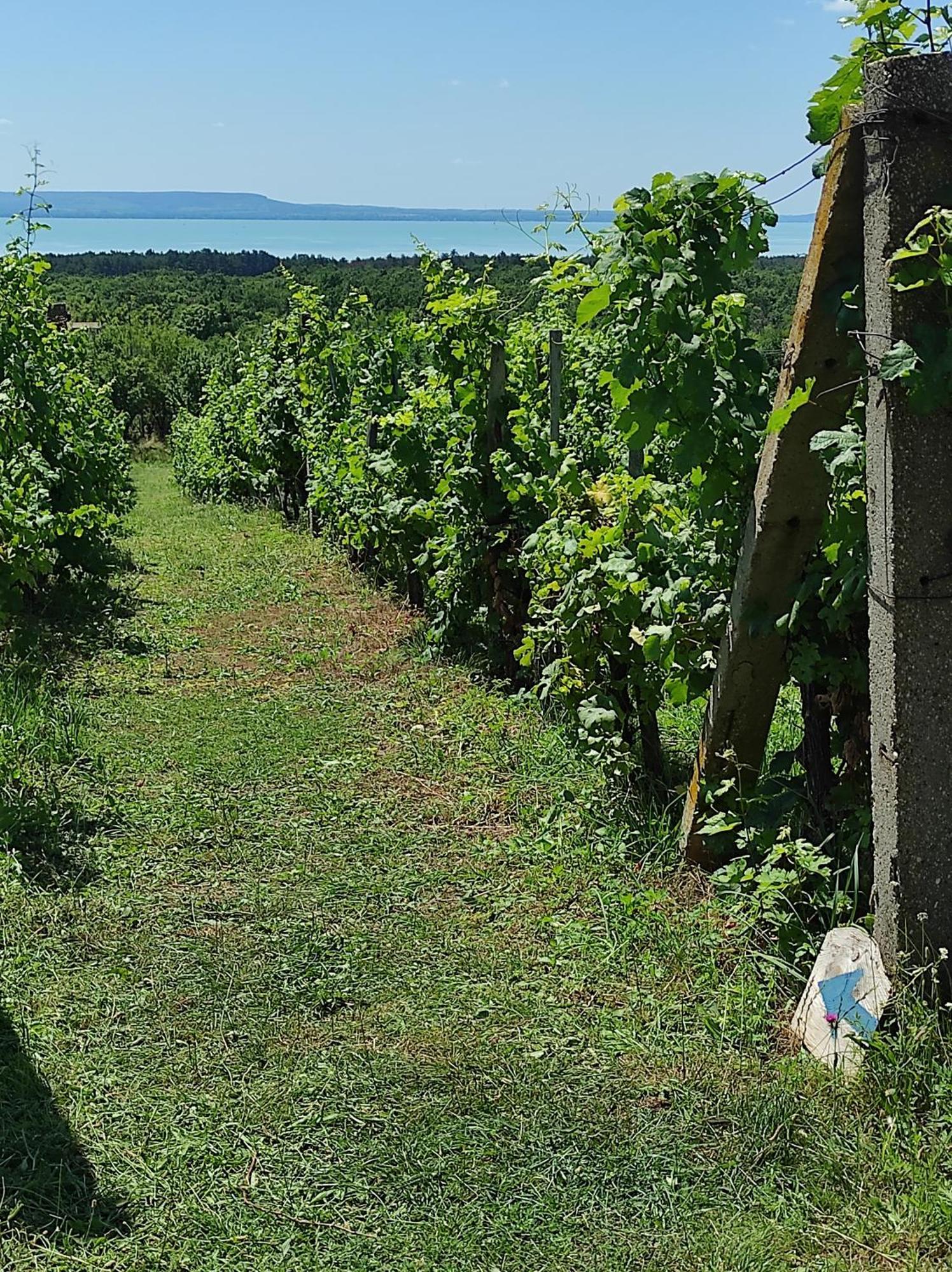 Napraszallas Vendeghaz Balatonakali Eksteriør bilde